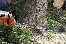 Best Tree and Shrub Care  in North Amityville, NY
