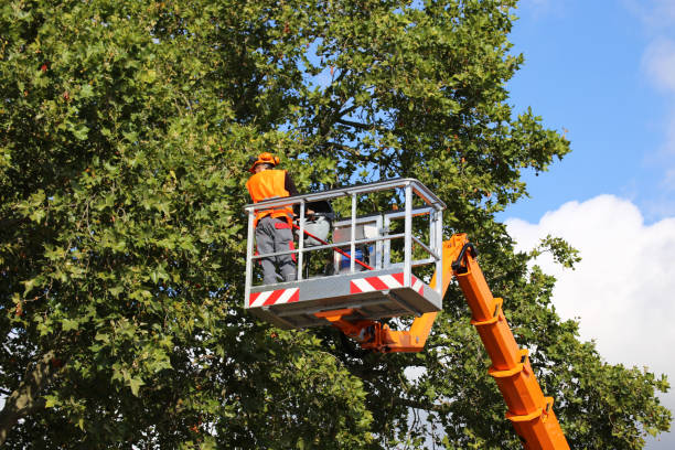  North Amityville, NY Tree Services Pros