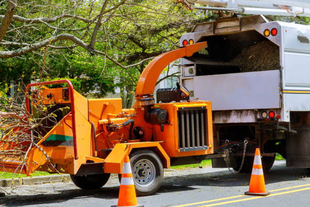 North Amityville, NY Tree Services Company
