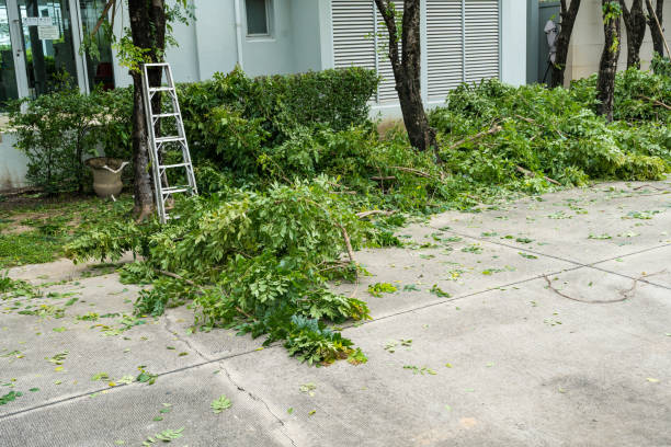 Best Tree Removal  in North Amityville, NY