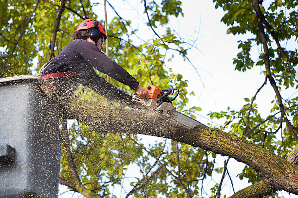Best Soil Testing and Treatment  in North Amityville, NY