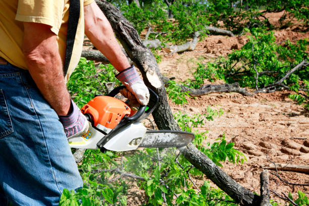 Best Seasonal Cleanup (Spring/Fall)  in North Amityville, NY